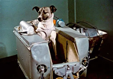 60 years ago today, Laika became the world's first astronaut - Sakshi