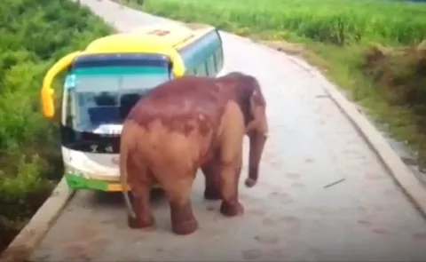 Elephant Attacks Bus - Sakshi