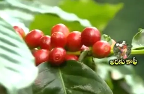 Batuku chitram on Araku coffee - Sakshi