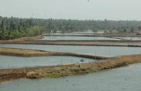 Green Fields Turned into Aqua Tanks in Godavari Districts - Sakshi