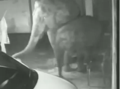 Ockhi effect : An elephant returns without causing any damage - Sakshi