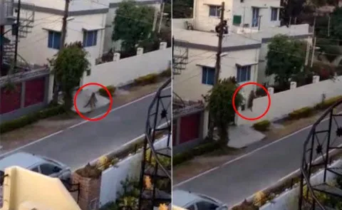 Leopard Enters Residential Colony - Sakshi