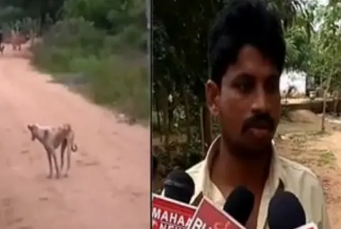 Dog Attack on Public in Gudur - Sakshi