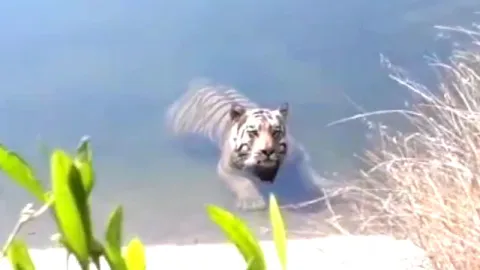 Tiger rescued from canal in Maharashtra  - Sakshi