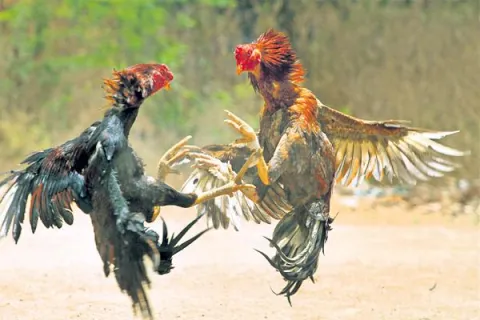 Supreme Court Inquiry On Cock Fighting - Sakshi