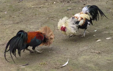 Supreme Court orders  on cock fights in AP - Sakshi