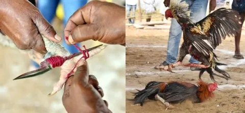 tdp leaders participate in hen fights - Sakshi