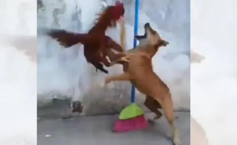 cock and dog fight  - Sakshi