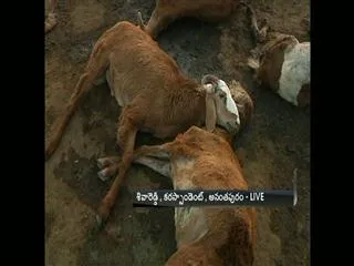 300 sheeps dies in Anantapur - Sakshi