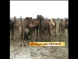 Rayachoti the outskirts of the camel auction - Sakshi