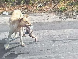 Dog snatches away dead child from kadapa hospital - Sakshi