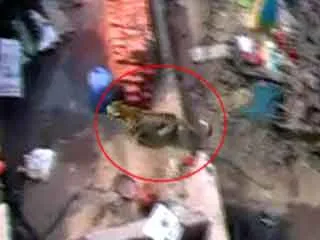 Leopard strays into town; hurts 14 - Sakshi