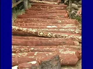 Red Sandal Smugglers attack on Police in Chittoor - Sakshi