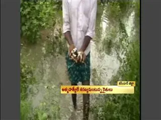 Crops in north coastal districts take a beating due to downpour - Sakshi