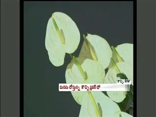 Cochin Flower Show - Sakshi