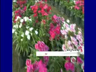 Beautiful flower formations in Kadiyam nursery - Sakshi