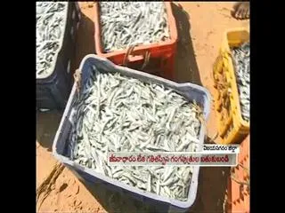 Fishing problems: poor fisheries management - Sakshi