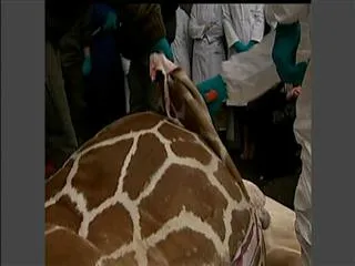 Danish zoo kills giraffe and feeds body to lions - Sakshi