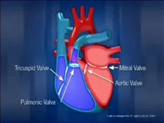 artificial heart implant a success - Sakshi
