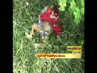 Stray dogs attack kids - Sakshi