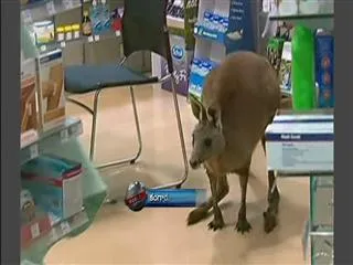 Kangaroo hops in Melbourne airport pharmacy after being hit by car - Sakshi