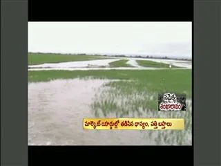 Heavy Rains Cause Fertility Problems for Farmers - Sakshi