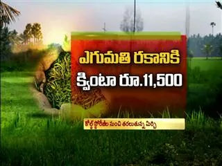 Mirchi prices may crash further - Sakshi