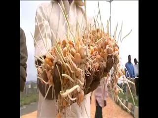 Heavy rains further threaten damaged crops - Sakshi