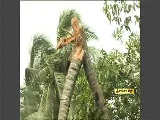 Srikakulam bears the brunt in Andhra Pradesh - Sakshi