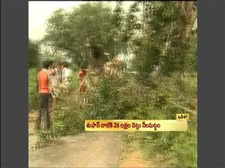 Odisha lost 26 lakh trees after cyclone Phailin - Sakshi