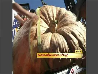 One-ton victory for Napa man's world-record pumpkin - Sakshi