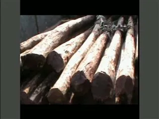 Red sandalwood worth Rs.60 lakh seized in ysr district - Sakshi