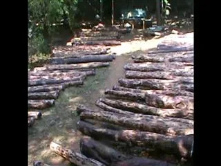leaders officials behind red sandal smugglers - Sakshi