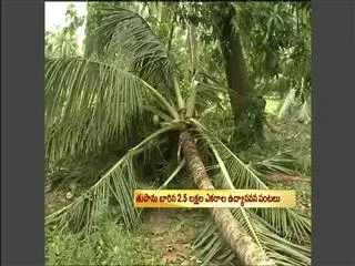 Phailin causes 30,000-acre crop damage in Srikakulam - Sakshi