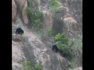 Bears hulchul in Anantapur District - Sakshi