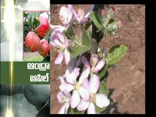 Andhra Apples to hit market by 2016 - Sakshi
