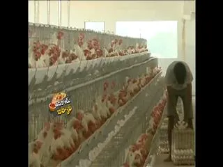 Avakaya Biryani 24th April 2015 - Sakshi