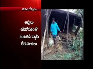 20 cows died in an accident - Sakshi