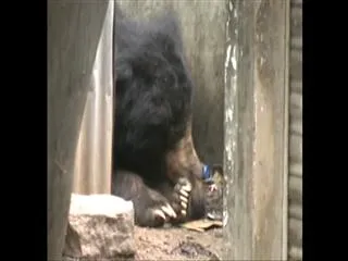 Bear enters bustand in Karimnagar district - Sakshi