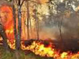 IAF helps control Seshachalam forest fires near Tirumala - Sakshi