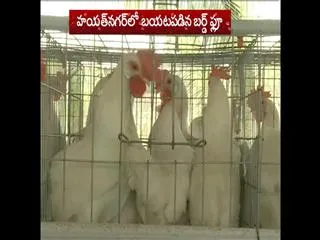 Bird flu fears – States get alert - Sakshi