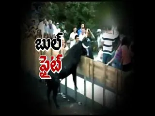 special edition on bullfight - Sakshi