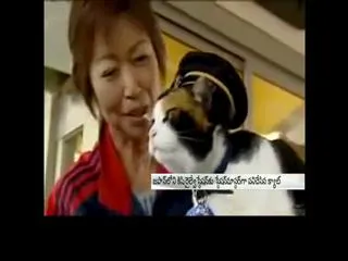 Japan's feline station master 'Tama' the cat died - Sakshi
