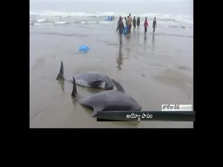 Nearly 150 Dolphins Stranded on Beach Outside Tokyo Feared Dead - Sakshi