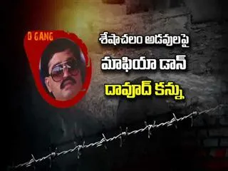 Dawood-gang in the Seshachalam - Sakshi