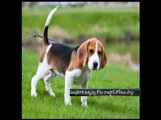 Rajasthan minister's missing dog found - Sakshi