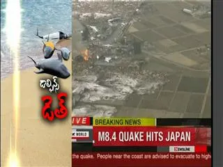 Deaths of dolphins in Japan triggers speculation of earthquake..? - Sakshi