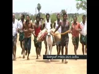 running competitions for donkeys in nandyal - Sakshi