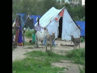 Huge Demand for Donkey Milk - Sakshi