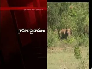 Elephants attack on Chittoor district koppam mandal - Sakshi